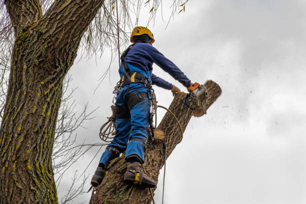 Best Professional Tree Care  in China Lake Acres, CA